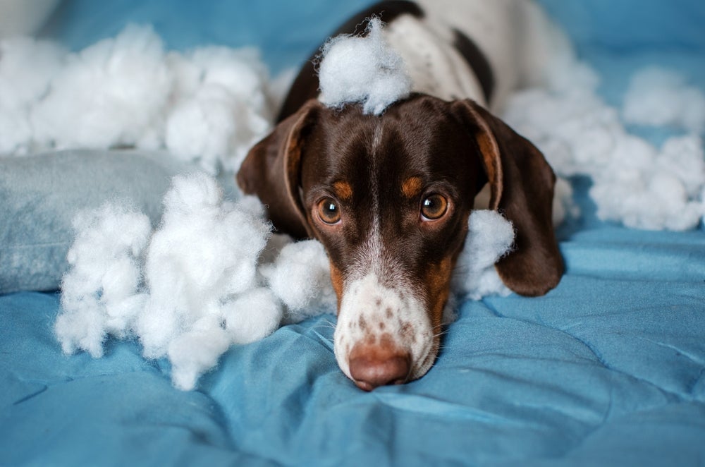 A ansiedade de separação pode desencadear comportamentos destrutivos no cachorro