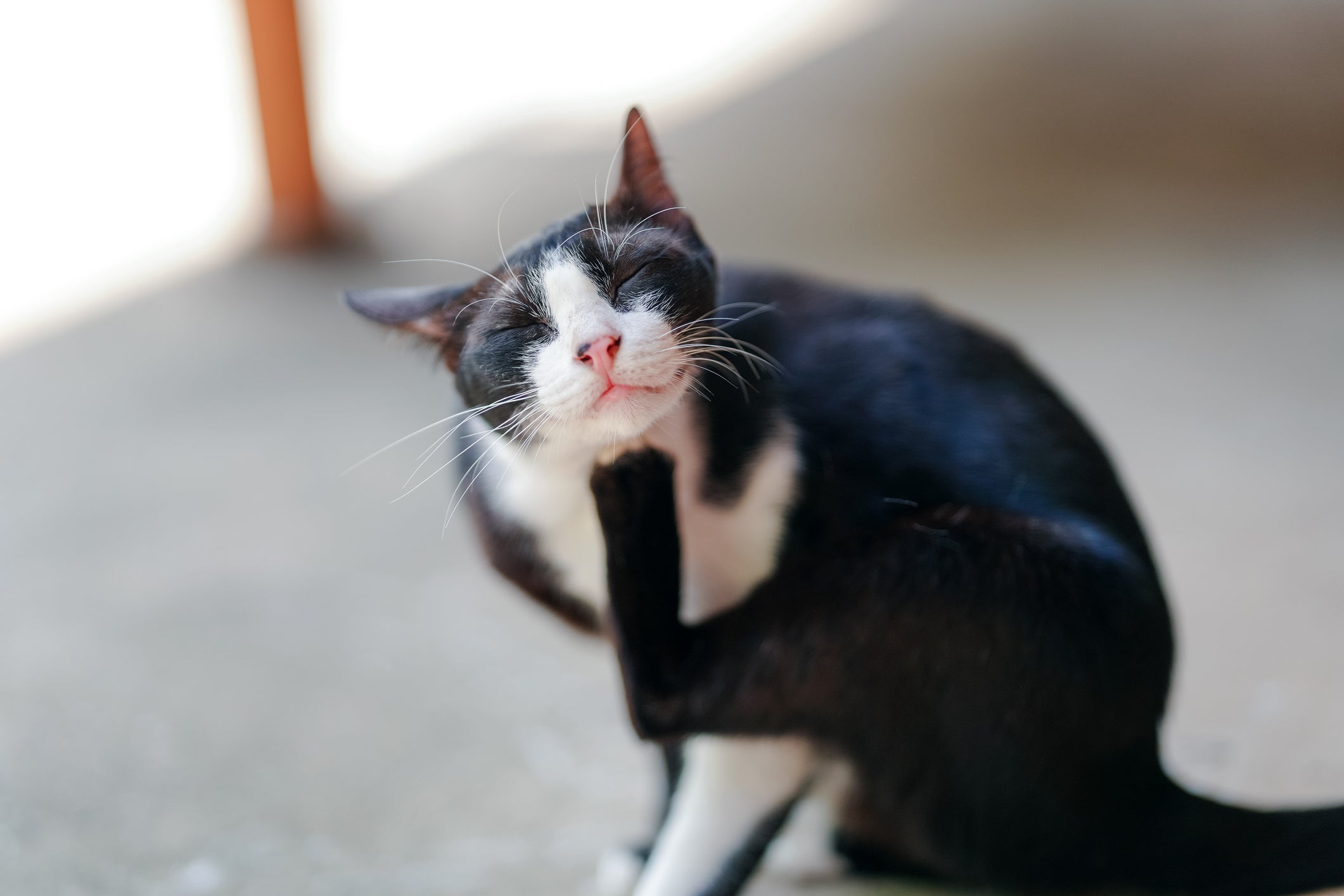 Os antipulgas para gatos são remédios importantes para prevenir parasitas que colocam a saúde do bichano em risco