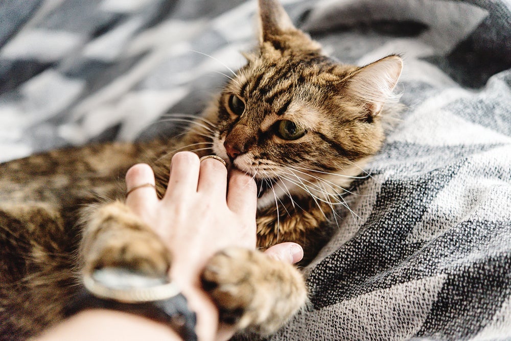 O arranhão e a mordida de gato pode não representar nada grave, mas é preciso ter atenção