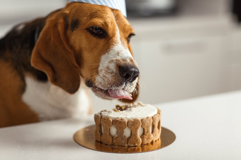 Fazer um bolo para cachorro é uma forma de demonstrar o quanto o peludo é especial na sua vida 