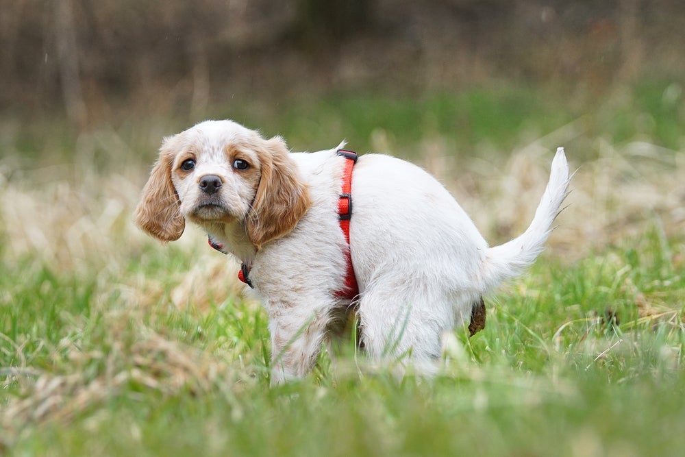 O cachorro com diarreia pode ficar com as fezes líquidas por vários motivos