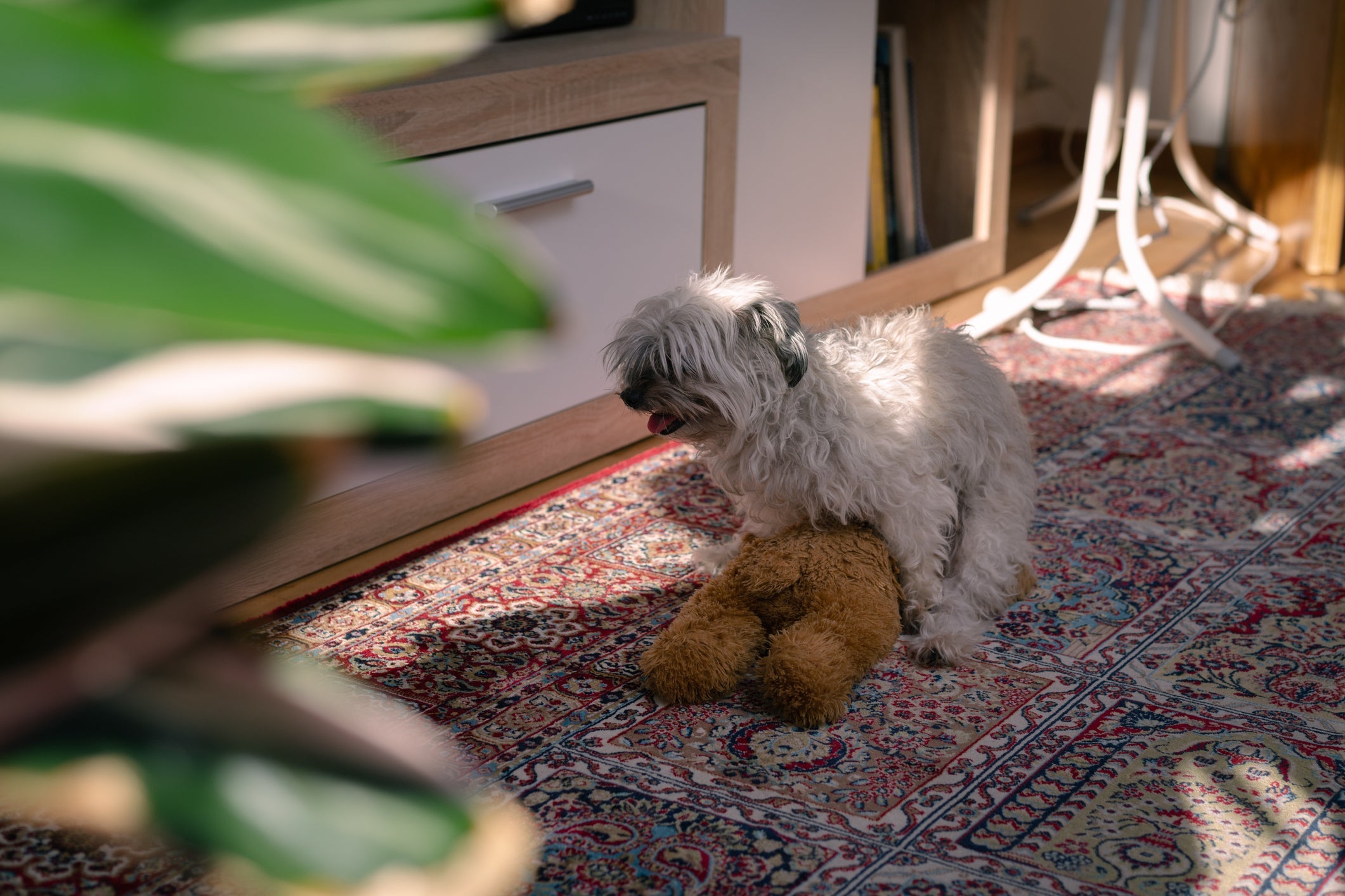 O cachorro "cruzando" com ursinhos de pelúcia é um comportamento instintivo da espécie