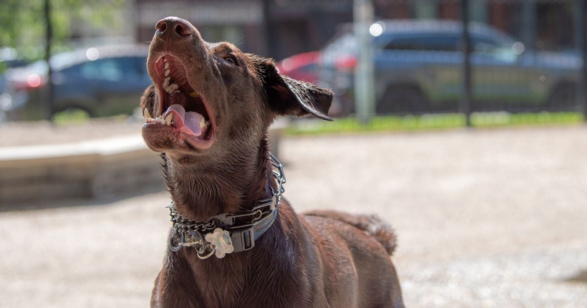 Saber como desengasgar cachorro pode salvar a vida do seu pet