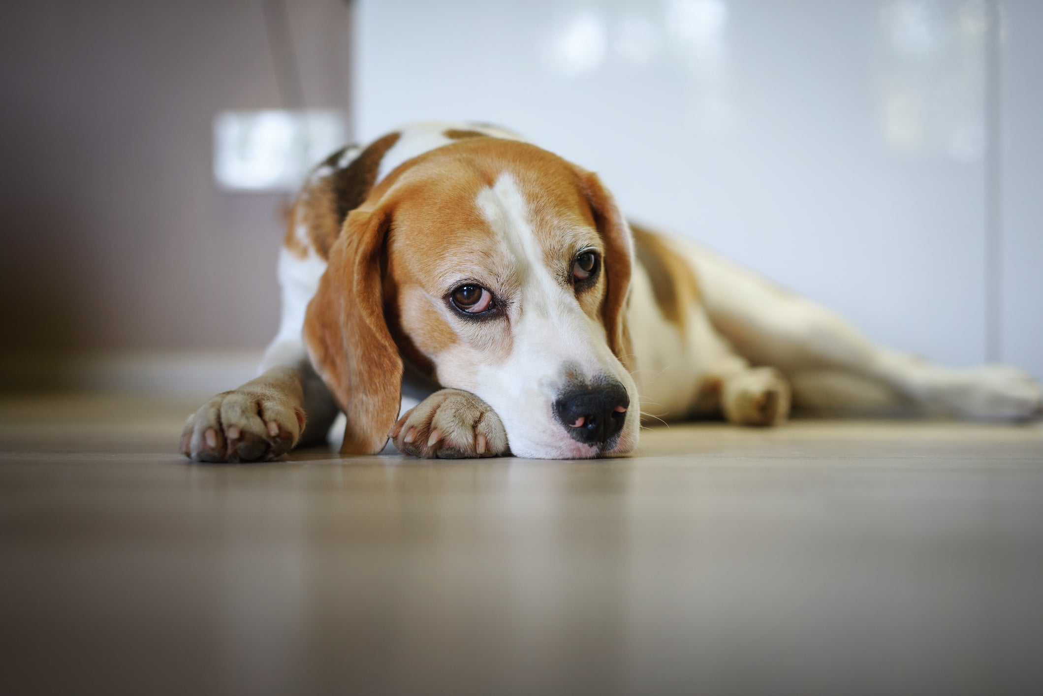 As emoções humanas podem deixar o cachorro estressado, feliz ou triste