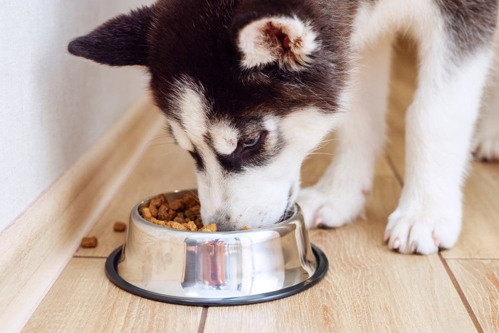 O cachorro filhote passa por diferentes etapas até se alimentar de ração
