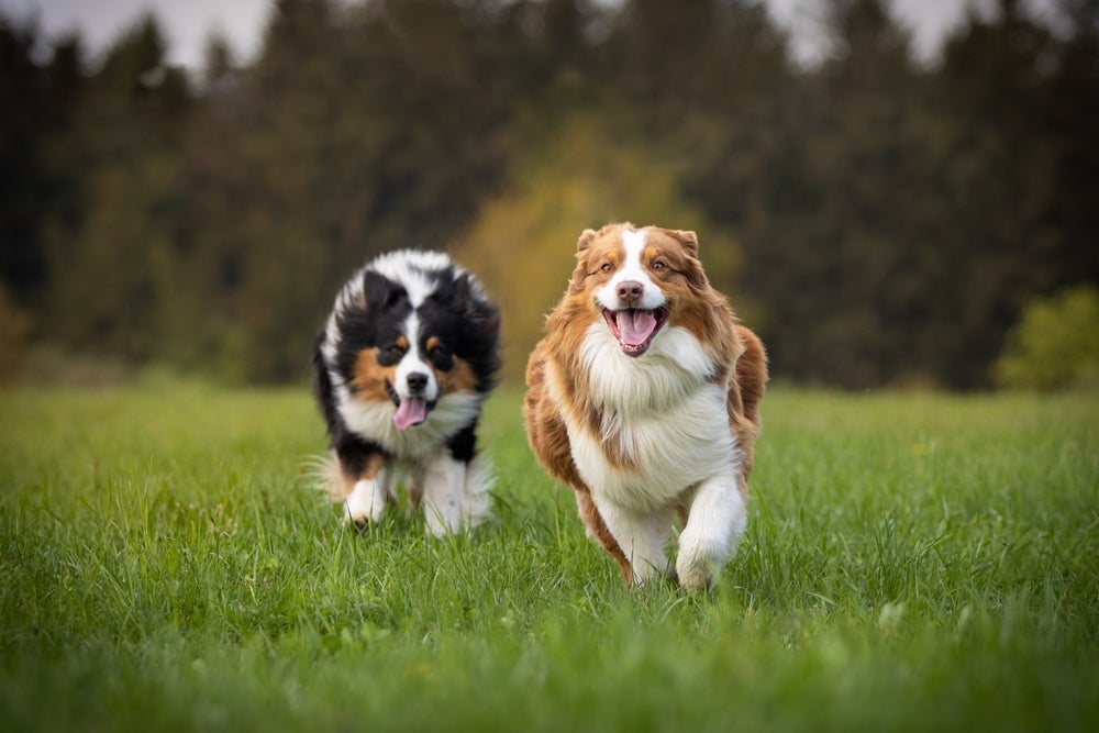 A velocidade de um cachorro pode ser realmente impressionante!
