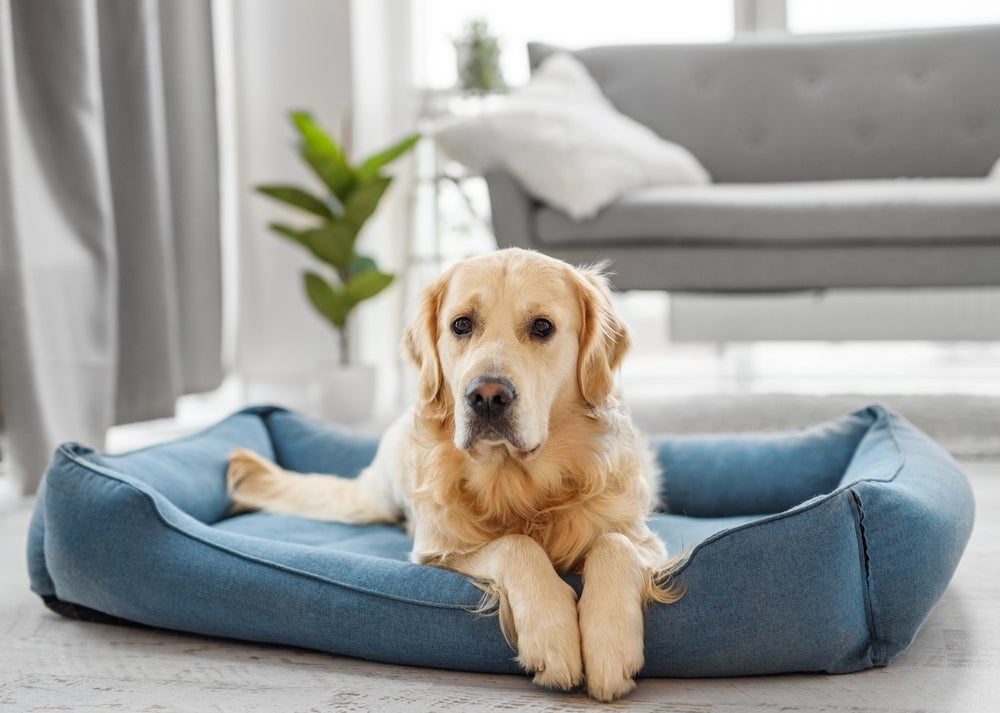 As opções de cachorro para apartamento incluem cães de porte grande e pequeno