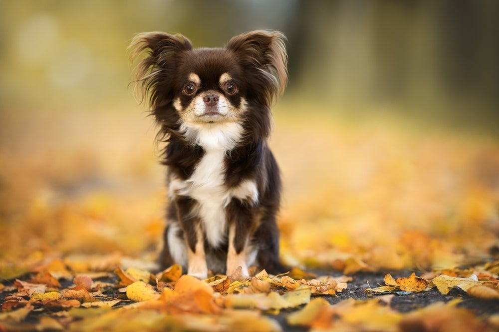 Tem cachorro pequeno que é difícil não se apaixonar, mas você sabe quais são as menores raças do mundo?