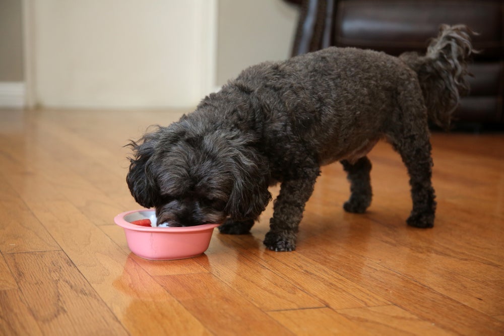 Será que o cachorro pode comer feijão? Quais os cuidados? Descubra a seguir