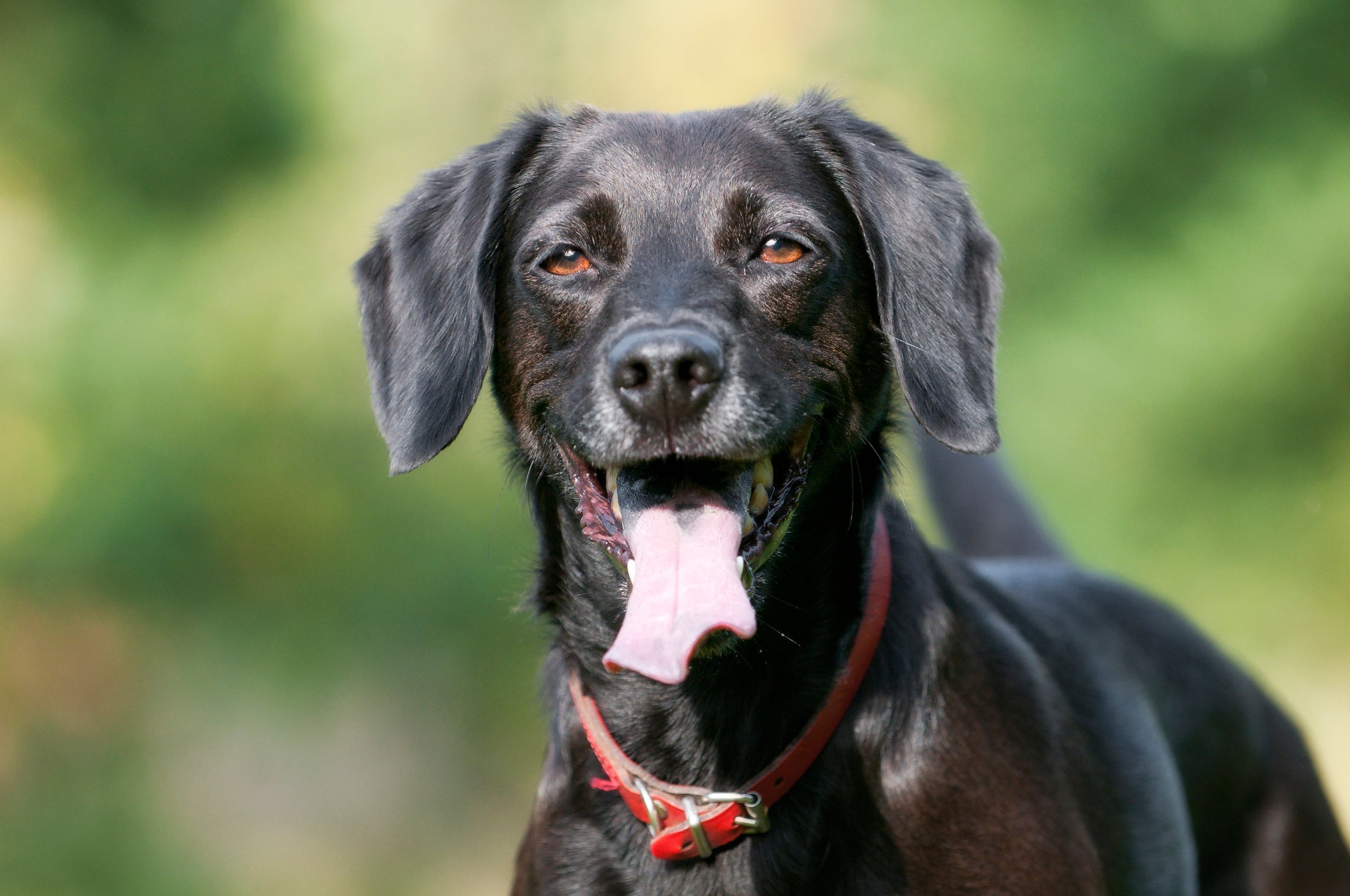 O cachorro preto carrega a fama de ser agressivo, mas são cães amorosos, leais e divertidos 