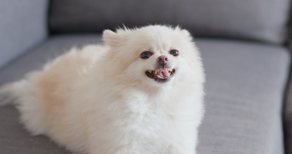 O ditado popular que diz que cachorro que late não morde é bastante antigo