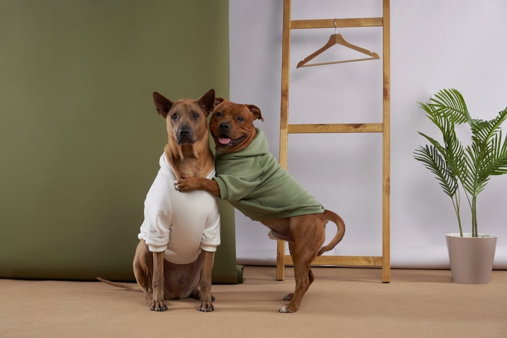 O cachorro sente frio e precisa de cuidados no inverno