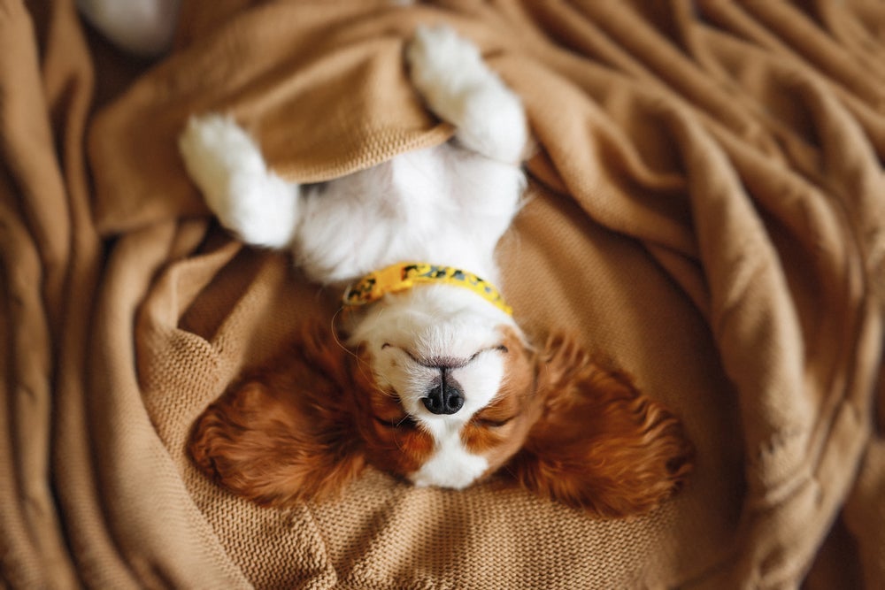 Já foi comprovado que o cachorro sonha, mas será que ele sonha com você?
