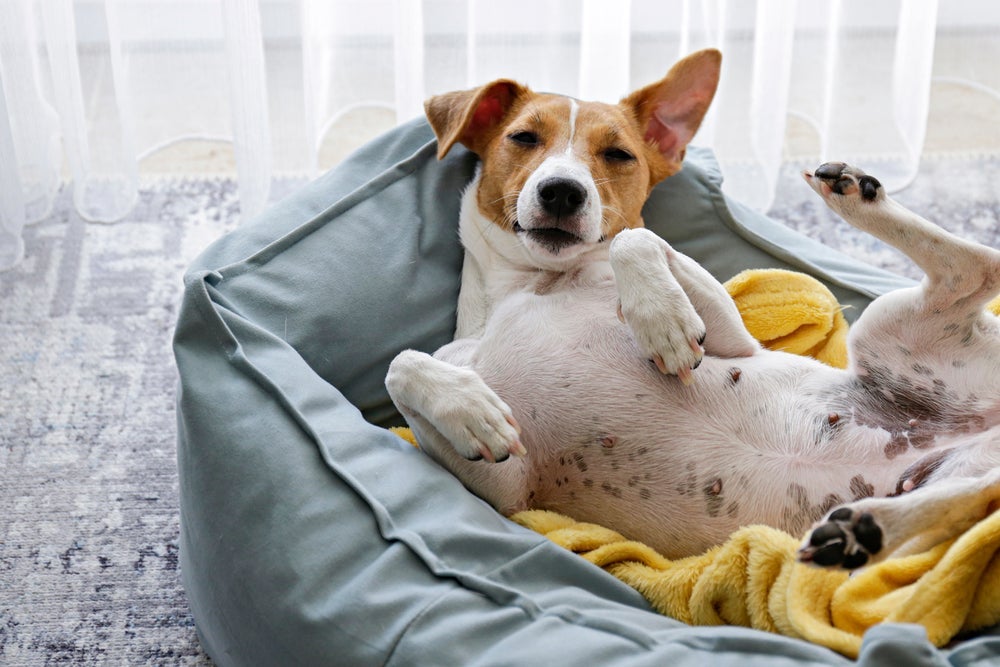 Existem vários modelos de cama para cachorro, saiba como escolher a opção ideal para o seu pet