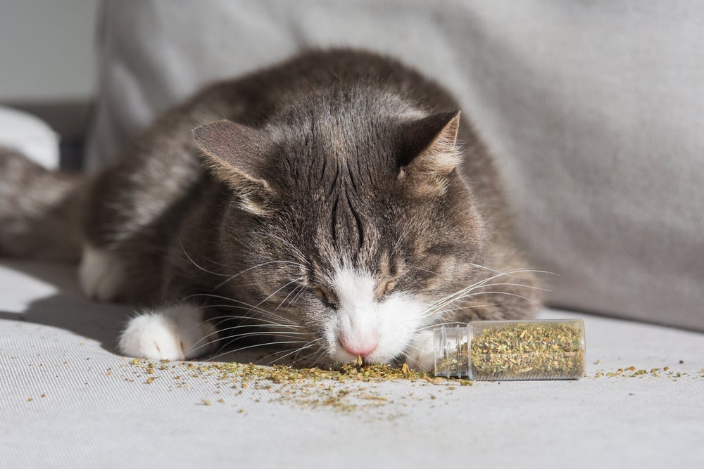 O catnip costuma deixar os gatos bem ativos e depois relaxados