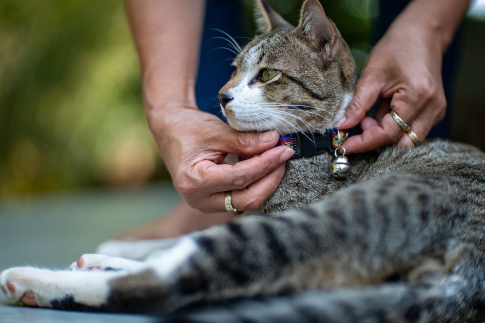 A coleira para gato com guizo pode parecer inofensiva, mas esconde uma série de problemas
