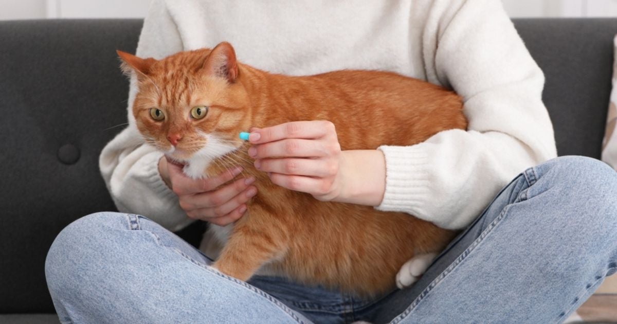 Saber como dar comprimido para gato não é tão difícil quanto parece