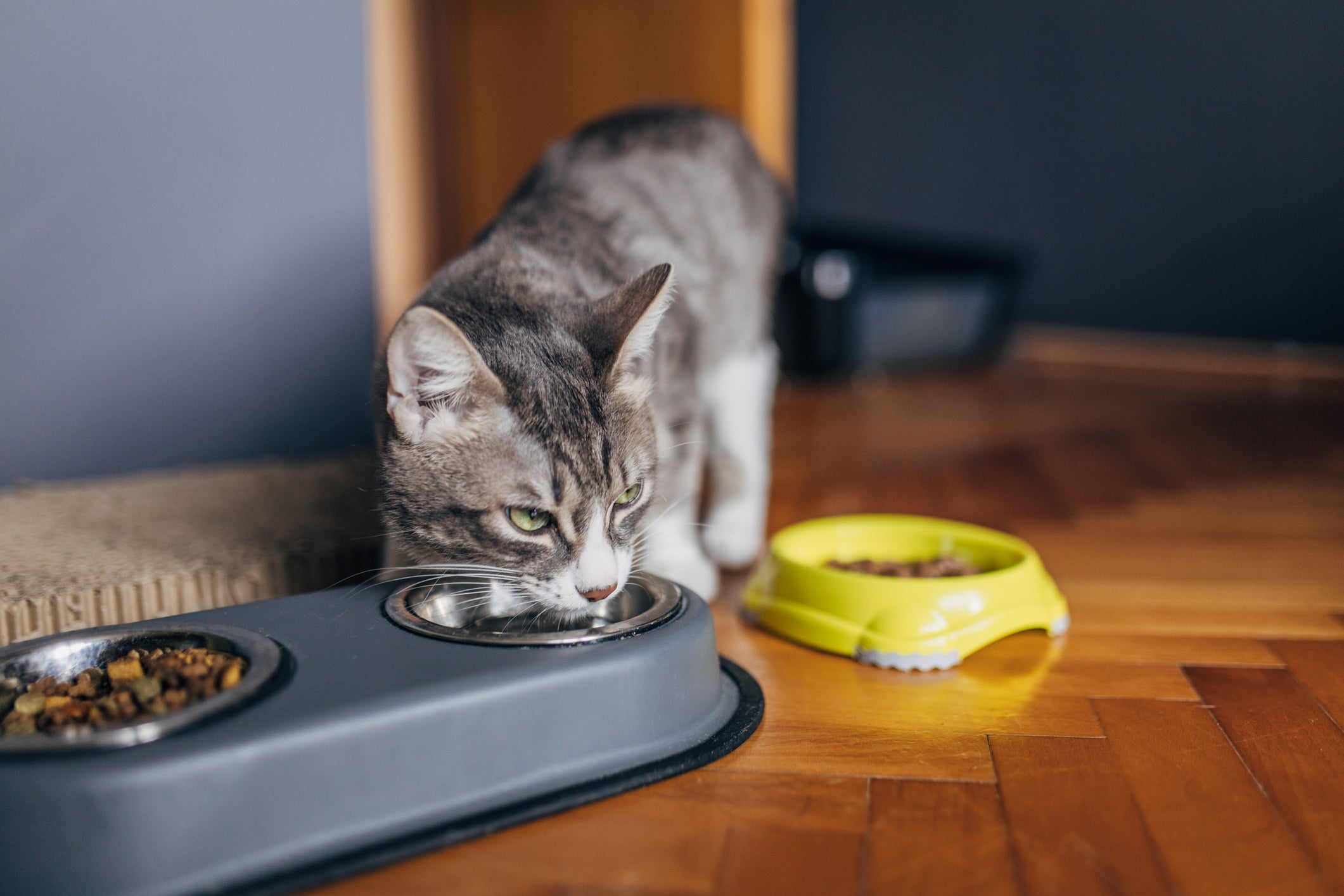 Descubra como fazer o gato beber água no dia a dia
