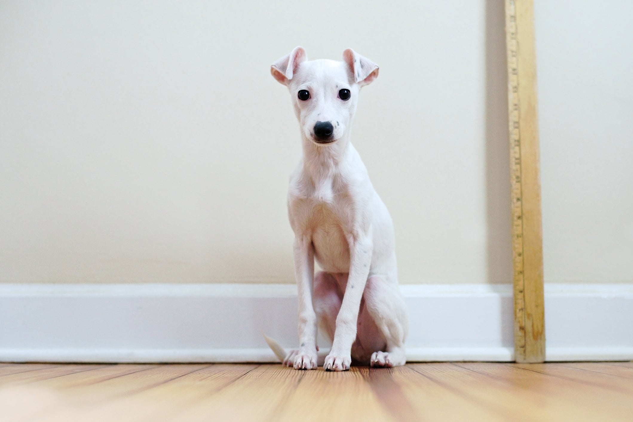 Veja como medir cachorro para comprar os acessórios corretos