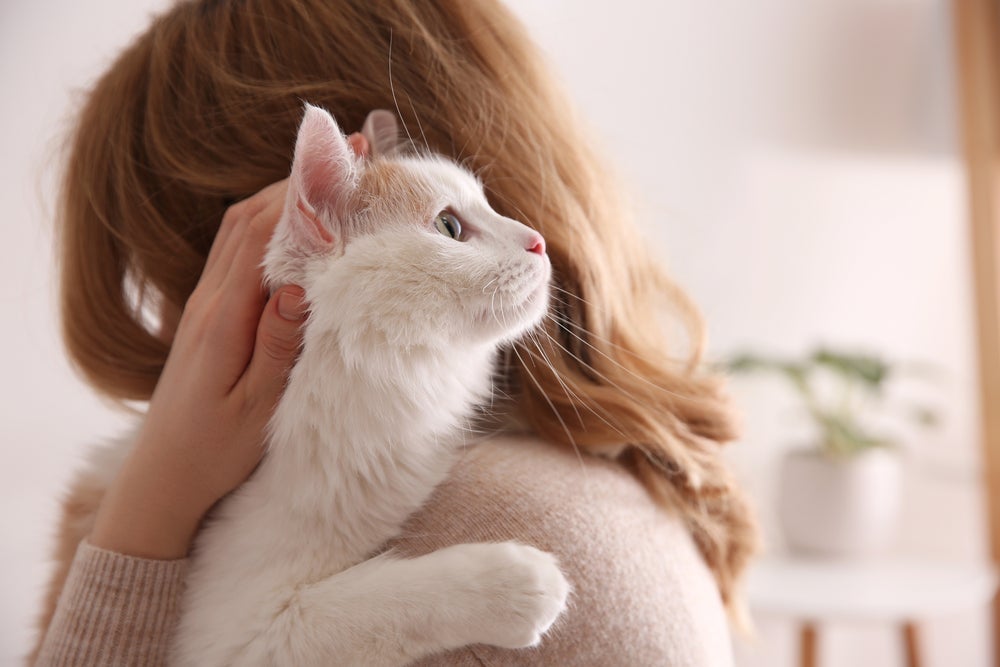 O gato escolhe o dono e demonstra isso de diversas maneiras