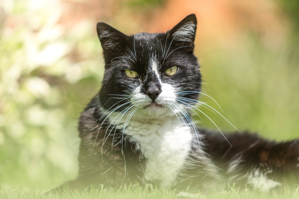 As diferentes cores de gatos carregam significados especiais