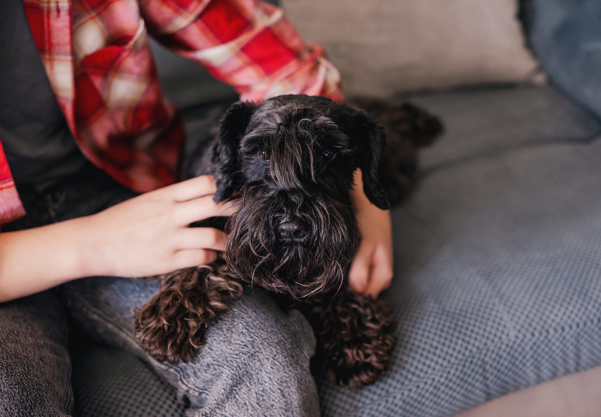 Descubra depois de quanto tempo o cachorro esquece o dono