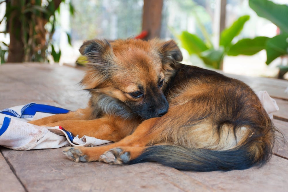 A doença do carrapato em cachorro pode ser provocada por diferentes vetores, mas tem sintomas semelhantes