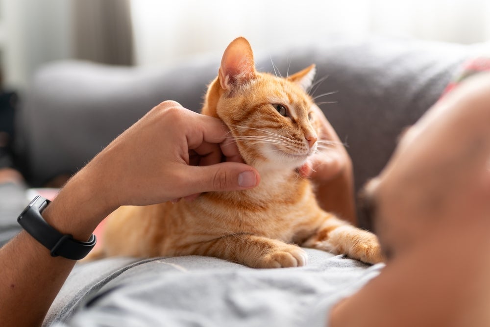Algumas frases de gato são ótimas para usar em diferentes circunstâncias