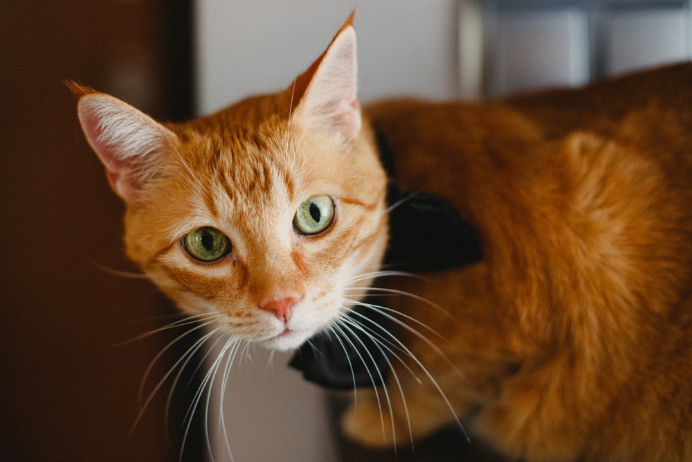 O gato amarelo tem uma personalidade cativante