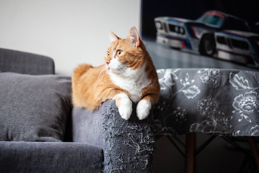 O gato arranhando é um comportamento instintivo da espécie