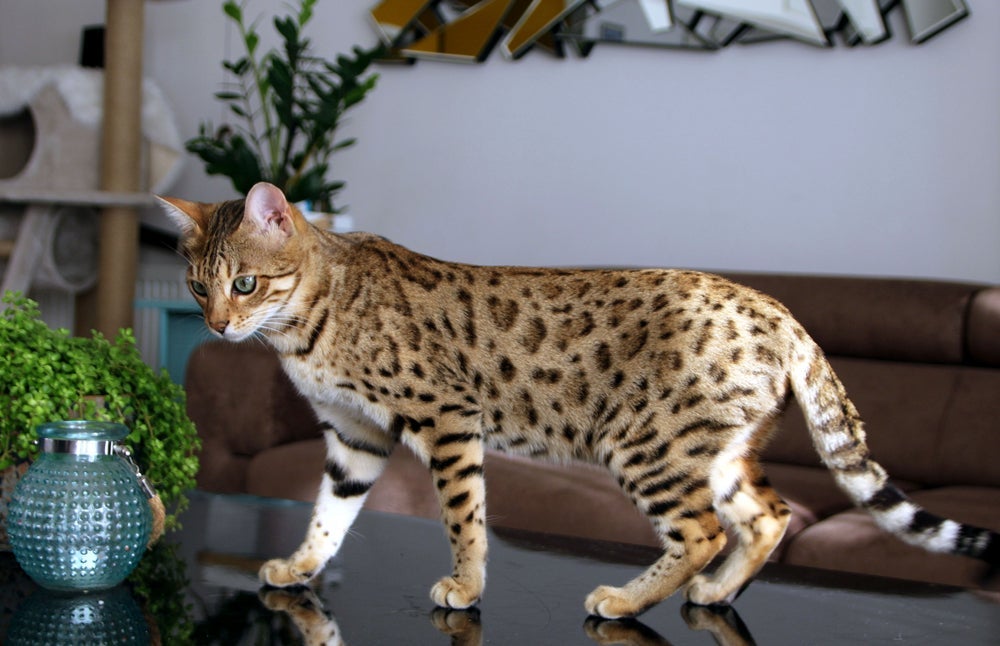 A aparência do gato Bengal é semelhante a de um leopardo