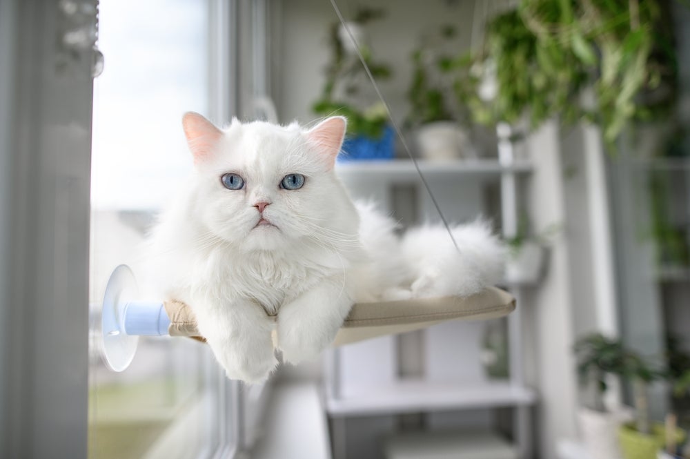 Estudos apontam que o gato branco tem maiores chances, sim, de nascer surdo