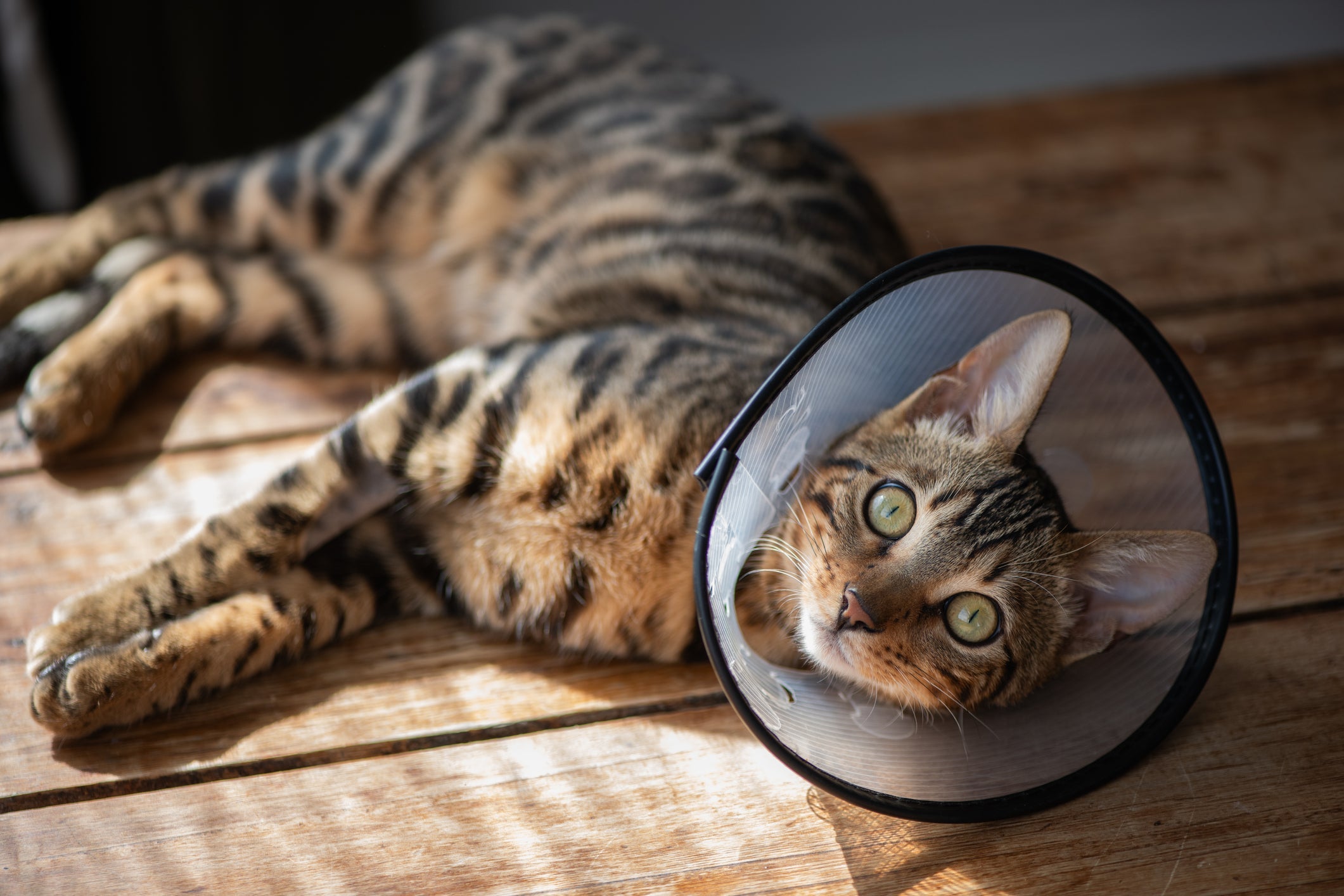 O gato castrado apresenta mudanças comportamentais após a cirurgia 