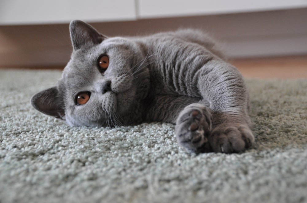 O gato de Pelo Curto Inglês tem vários atributos 