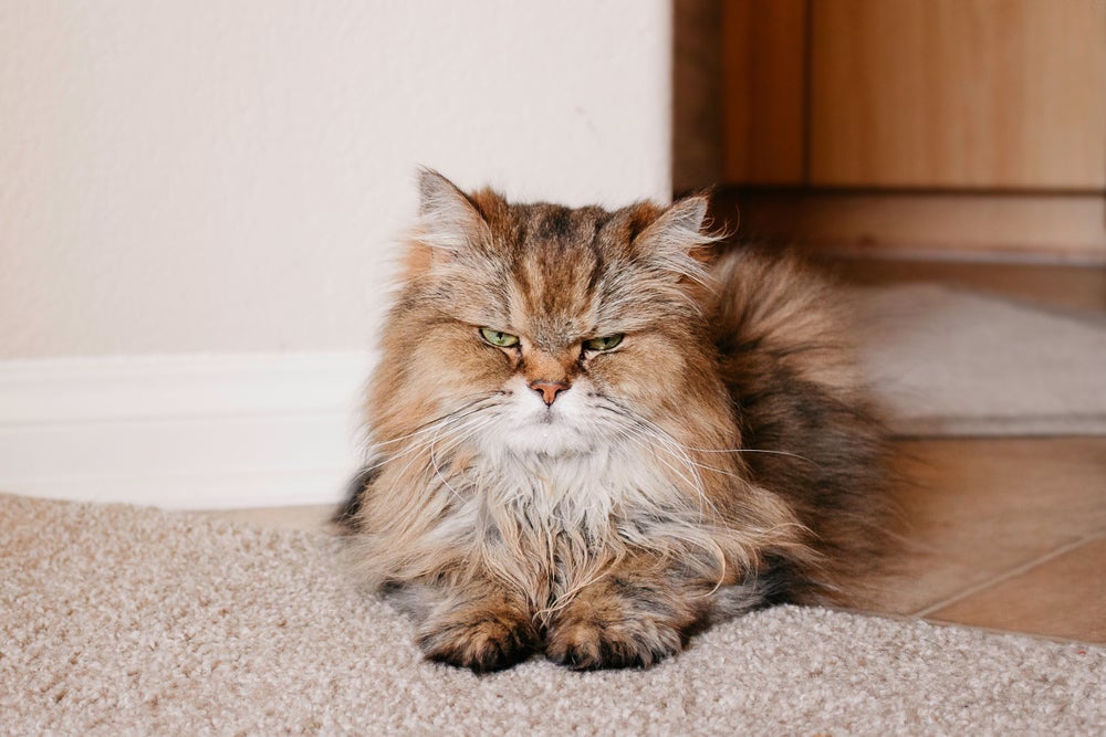 Um gato estressado normalmente tem mudanças de comportamento