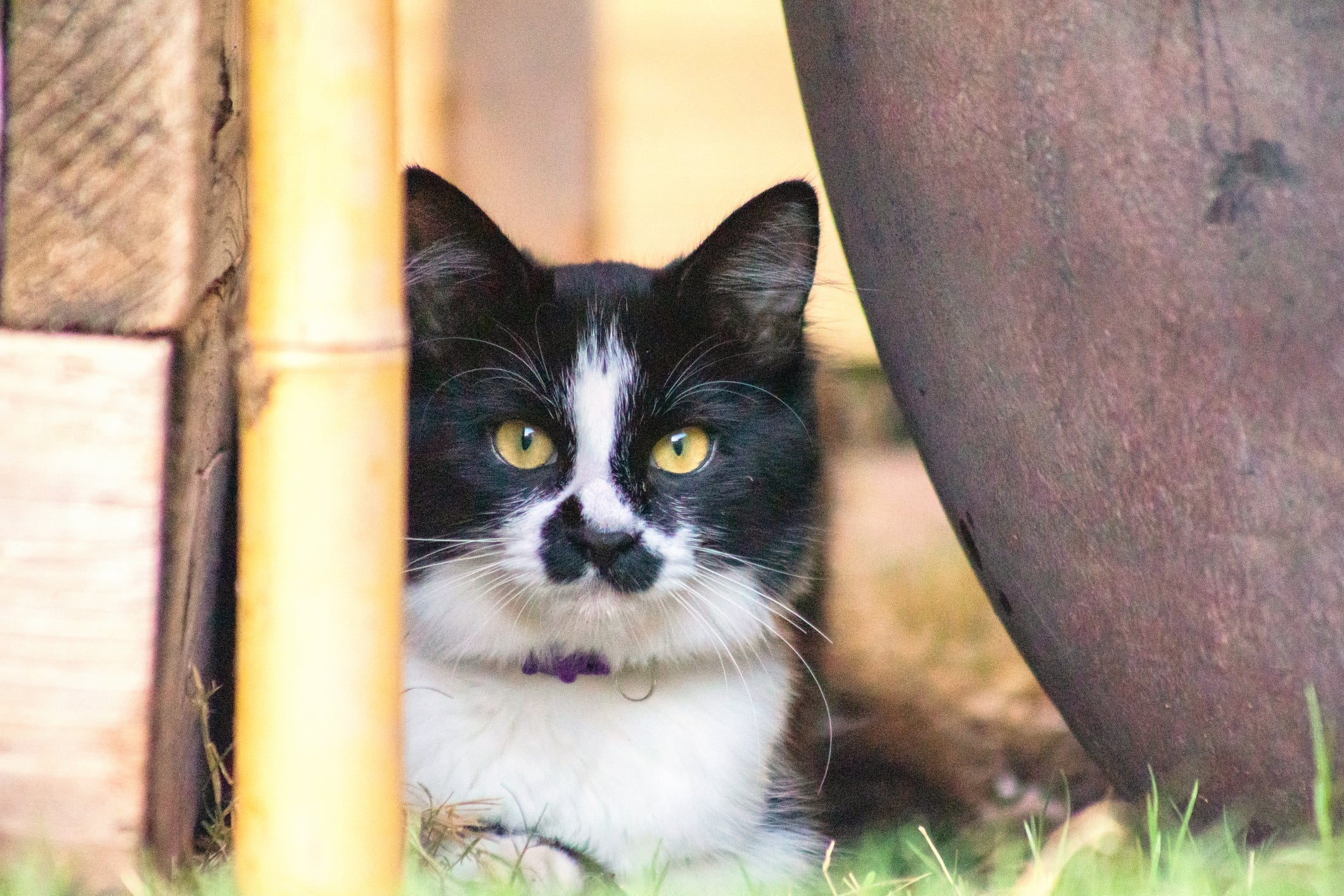 O gato frajola não é uma raça, é um apelido para bichanos de cor preta e branca