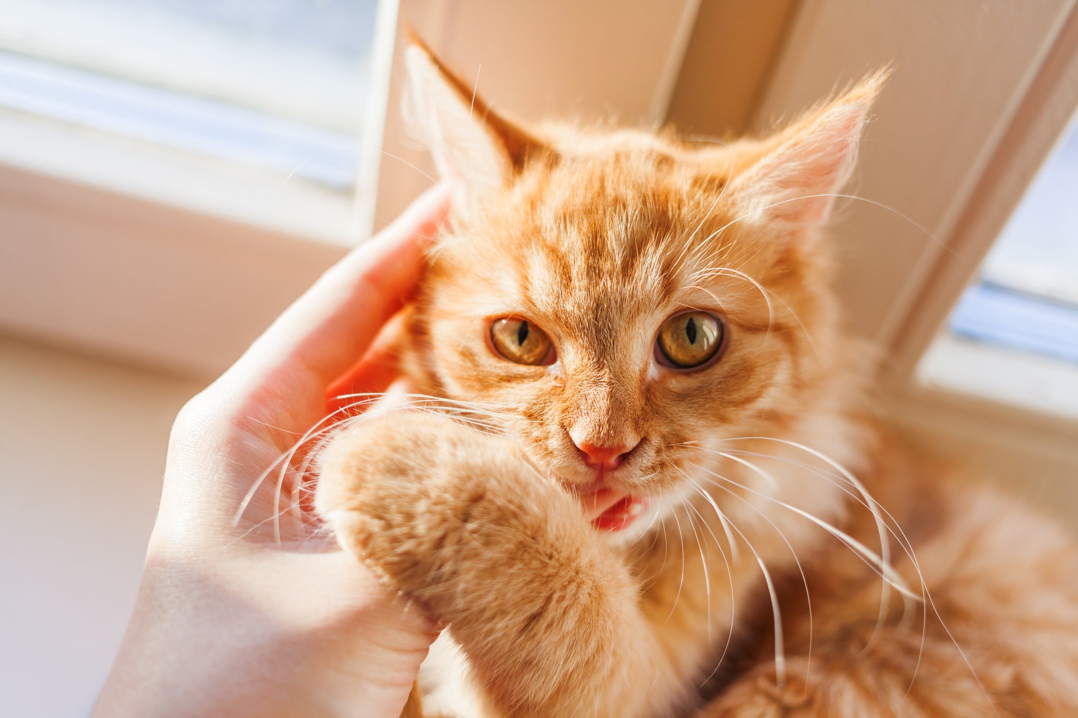 Todo gato laranja carrega a fama de ser bagunceiro, mas será que isso é verdade? 