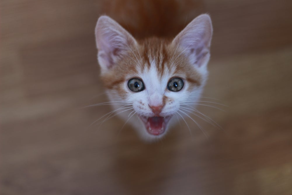 O miado de gato pode representar diferentes sentimentos do seu bichano