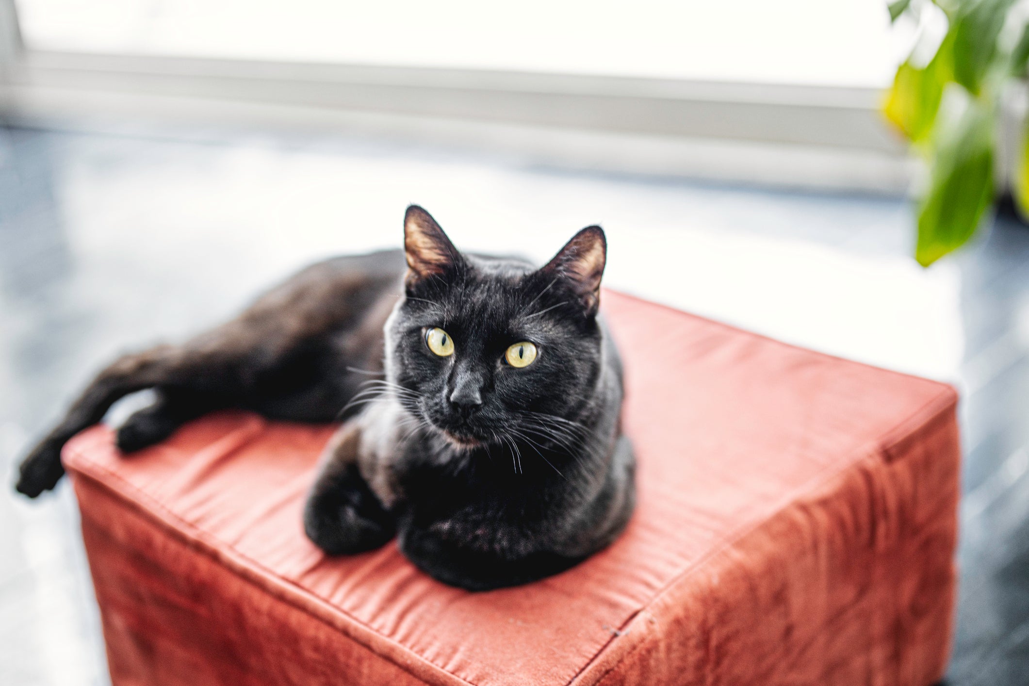Adotar um gato preto é uma atitude que vai mudar a sua vida