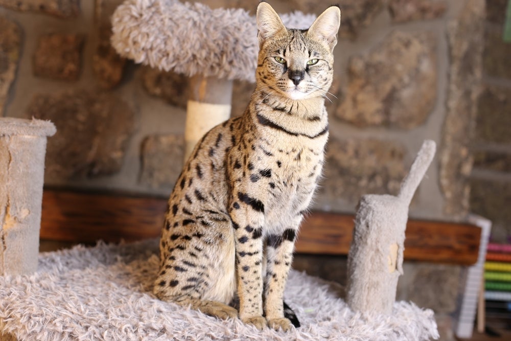 O gato Savannah é uma raça híbrida com 5 gerações diferentes