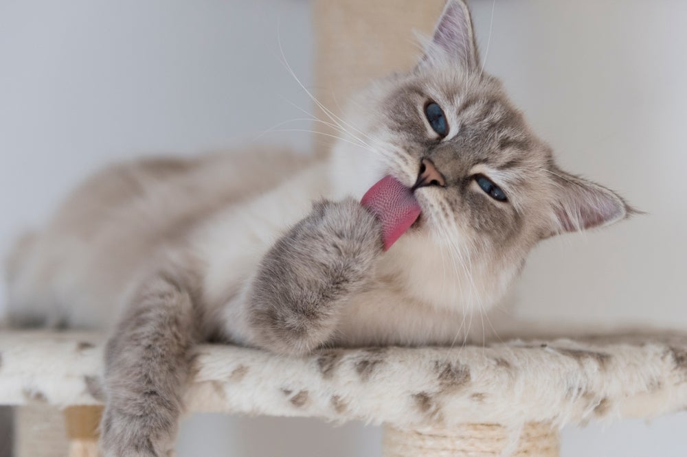 O gato se lambendo muito não é normal e precisa de atenção