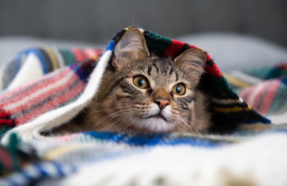 O gato sente frio sempre que a temperatura abaixa demais, e o tutor deve saber como aquecer o pet
