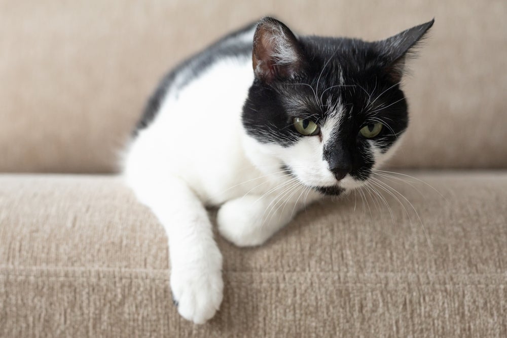 O gato solta gases, mas normalmente não é barulhento nem mau cheiroso