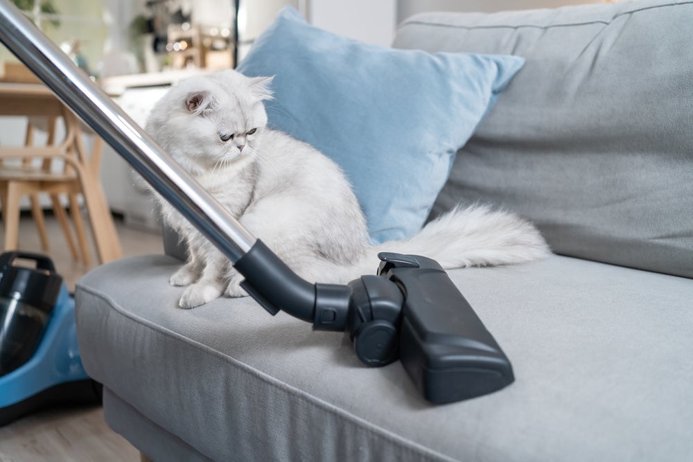 Para quem tem um gato soltando muito pelo, o aspirador de pó é um aliado e tanto