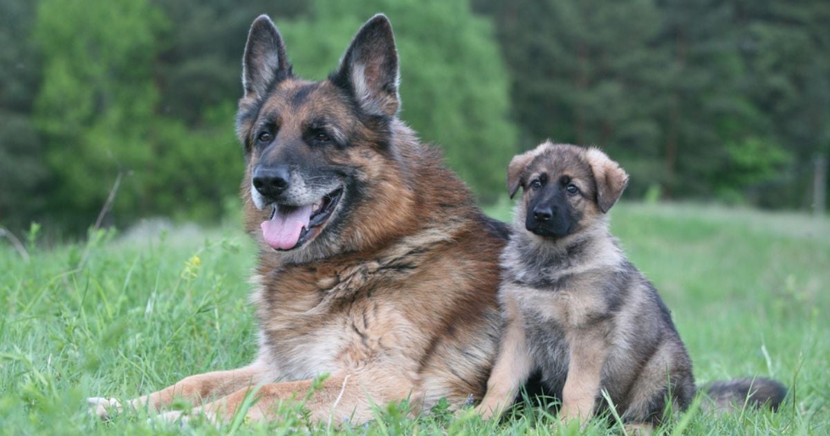 Calcular a idade de cachorro pode ser mais fácil se você seguir essas dicas