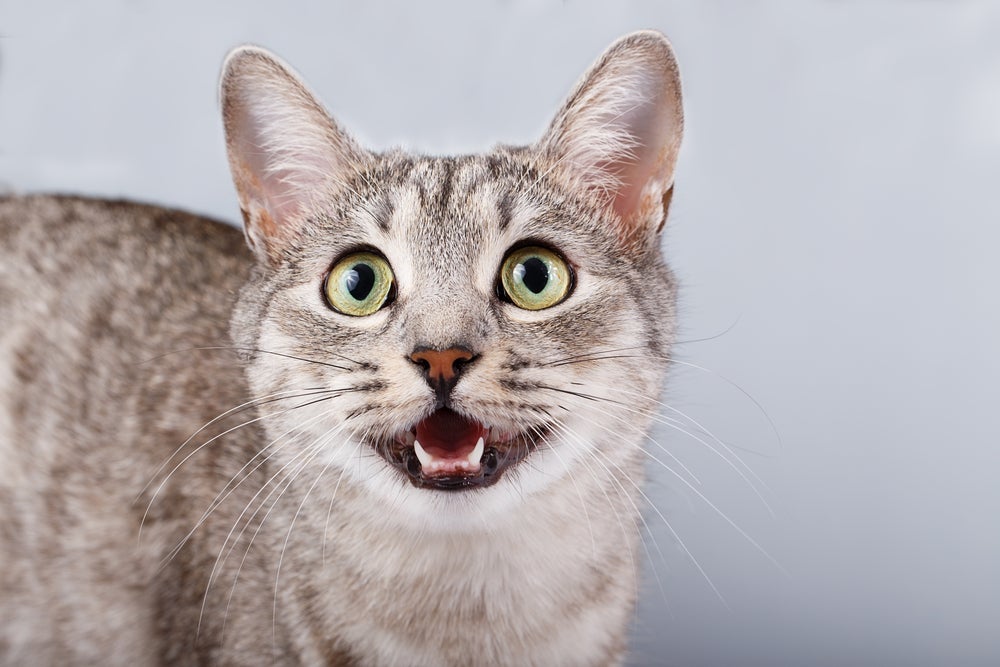 O miado de gato é uma das principais formas de comunicação felina