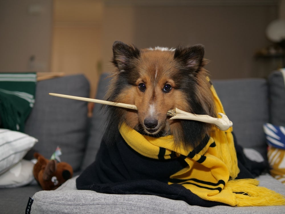 Confira os nomes para cachorro inspirados em personagens de sagas famosas 