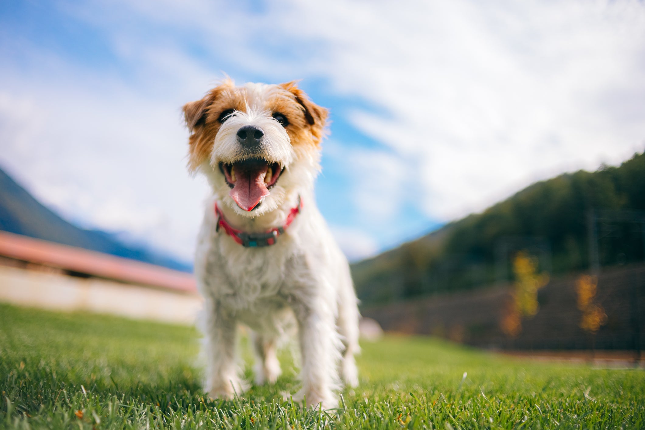 Os nomes para cachorro que começam com a letra A podem ser inspirados em personagens, comida e cantores