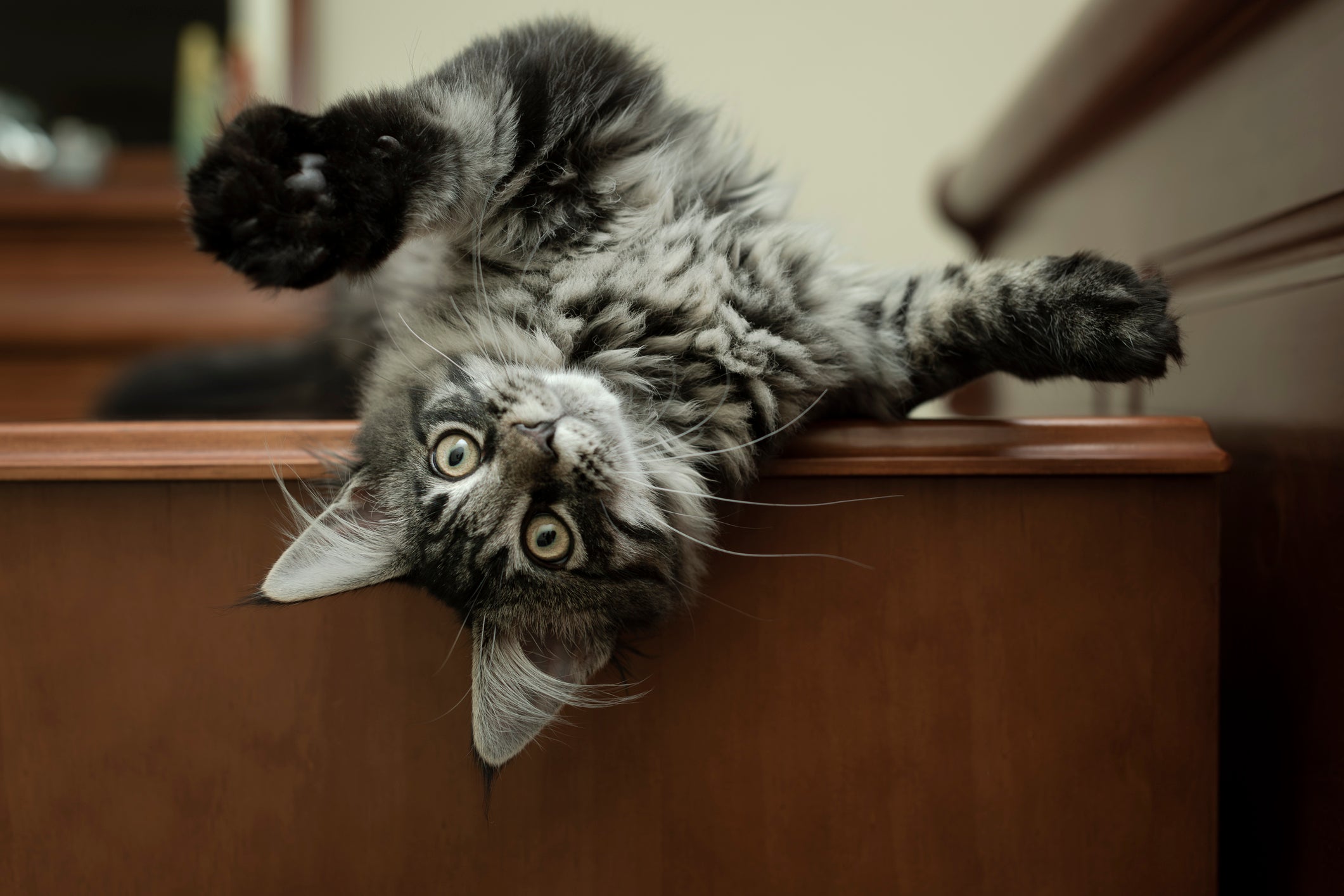 Confira sugestões de nomes para gatos que começam com a primeira letra do alfabeto