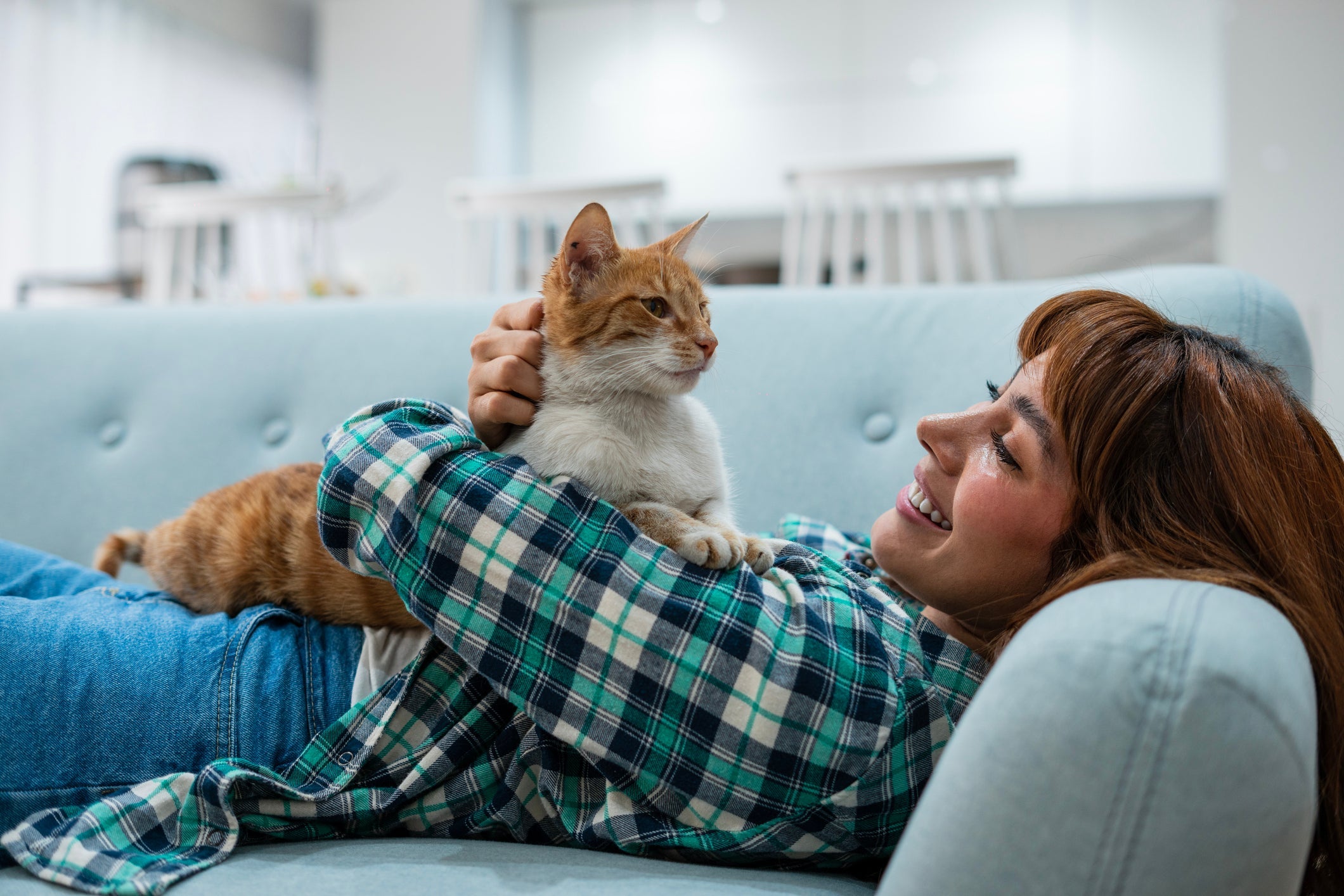 Quando o gato deita na sua barriga ele pode estar marcando território 